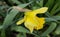 Yellow narcissus flowers on a green plantÂ background